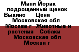 Мини Йорик подрощенный щенок. Выхино.  › Цена ­ 11 900 - Московская обл., Москва г. Животные и растения » Собаки   . Московская обл.,Москва г.